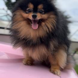 Maltipoo and Pomeranian All Grown Up from The Queens Doggies