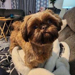 "Honey Bunny" Shih Tzu Puppies from Shih Tzu Kennels