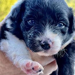 Apple - Black and white female Border Collie puppy in East Ellijay, Georgia from Nine Peaks Border Collies