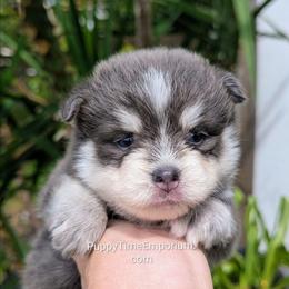 Colby (blue) - 2300 - Blue male Pomsky puppy in Spring Hill, Florida from www.PuppyTimeEmporium.com