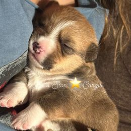 Girl 2 - Pembroke Welsh Corgi puppy from Belo Star Corgis