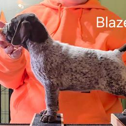 Blaze - Yellow Girl - Liver and white female German Shorthaired Pointer puppy in Kenai, Alaska from LakeHaus Kennels