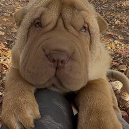 Red Dilute brushcoat pup 2 - Red male Chinese Shar-Pei puppy in Elkin, North Carolina from Martini Shar-Pei