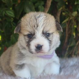 Purple collar - Red male Pembroke Welsh Corgi puppy in Caliente, California from Rafter Cross 7