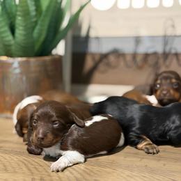 Dachshund Puppies from Monroe’s Hillcrest Dachshunds