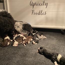 Poodle Puppies from Apricity Poodles