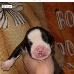 Girl 2 - Brindle female Boxer puppy in Saugerties, New York from Nala’s Pride