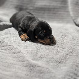Aphrodite - Black and tan female Dachshund puppy in Spring Hope, North Carolina from Hogan’s Lowrider Hounds