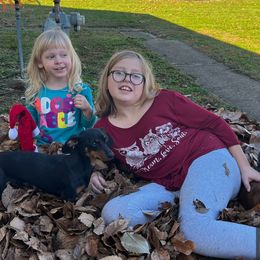 Dachshunds from PawHaus Longdogs