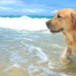 Labrador Retrievers from Lochinvar Labradors