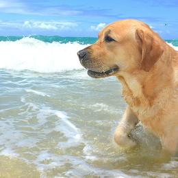 Labrador Retrievers from Lochinvar Labradors