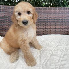 Goldendoodle Puppies from Coral Gables Doodles