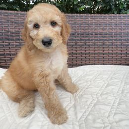 Goldendoodle Puppies from Coral Gables Doodles