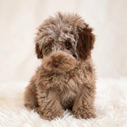 Star - Brown female Poodle puppy in Weston, Florida from Miami Toy Poodles
