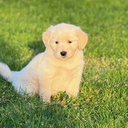 Golden Retriever and Labrador Retriever Puppies from Abels Envy Retrievers