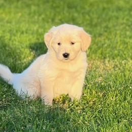 Golden Retriever and Labrador Retriever Puppies from Abels Envy Retrievers