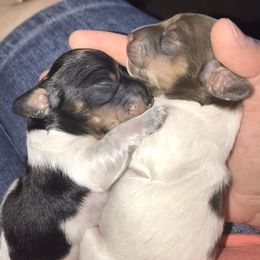 Dachshund Puppies from Alpine Meadow Dachshunds