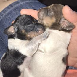 Dachshund Puppies from Alpine Meadow Dachshunds