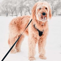 Goldendoodles from Diggers doodles