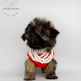 Quincess - Brindle female Shih Tzu puppy in League City, Texas from Divine Pups