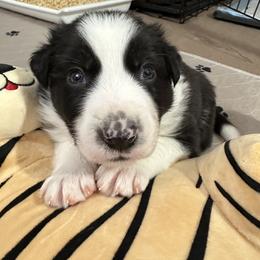 Border Collie Puppies from Roaring River Border Collies