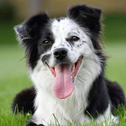 Border Collies from Inspire Performance Dogs