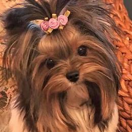 Biewer Terriers from Bellissima Biewers & Yorkies