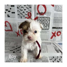 Yorkshire Terrier Puppies from Kruz Kennels