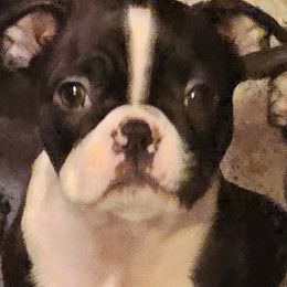 Boston Terrier Puppies from Christy's Boston Butts