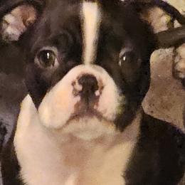Boston Terrier Puppies from Christy's Boston Butts