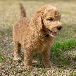 French Bulldog, Goldendoodle, and Golden Retriever Puppies from Crystal Coast Kennels, LLC