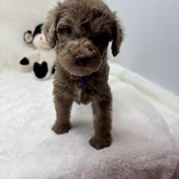 Minnie - Merle female Goldendoodle puppy in Casselberry, Florida from My Little Doodle