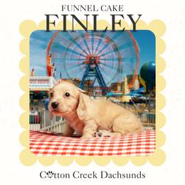 Finley - Cream female Dachshund puppy in Jenks, Oklahoma from Cotton Creek Dachshunds
