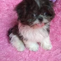 Shih Tzu Puppies from Pams precious shih tzus