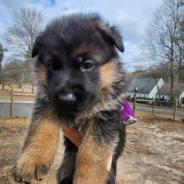 Girl 2 - Black and red female German Shepherd puppy in Roanoke, Alabama from Von Schönen Träumen German Shepherds