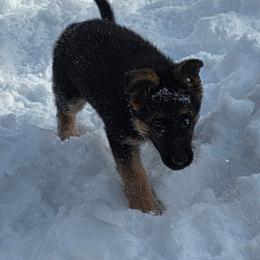 Bella - Black and red female German Shepherd puppy in Jamesville, New York from Mark Carfagno's Pups