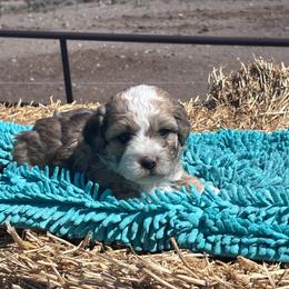Girl 2 - Liver and white female Shihpoo puppy in Junction, Utah from Sugar Doodles