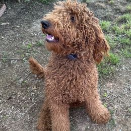 Goldendoodles from Ella’s Oodles of Doodles