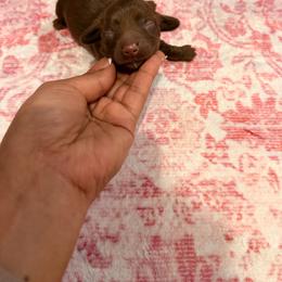 Moose - Chocolate male Dachshund puppy in Magnolia, Texas from Carrie’s Countryside Dachshunds