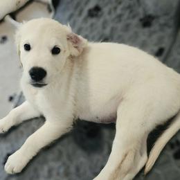 Green collar - Light golden male Golden Retriever puppy in Muncie, Indiana from Scarlett Creek Retrievers and Samoyeds
