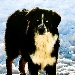 Breezy - Black tri female Miniature Australian Shepherd puppy in Kim, Colorado from KNJ Aussies