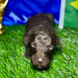 Vinicius junior (Brazil) - Chocolate male Labradoodle puppy in Kingston, Georgia from CC Familydoodles