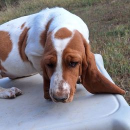 Biscuit - Red and white female Basset Hound puppy in Mack's Creek, Missouri from Mack's Creek Basset Hounds
