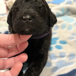 Goldendoodle and Poodle Puppies from Southern Stroll Poodles & Doodles