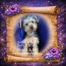Zuri - Black and tan female Yorkshire Terrier puppy in Silverhill, Alabama from Malteseuluv’s Tiny Treasurers