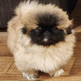 Ranger - Light red male Pekingese puppy in Newhall, Iowa from Con-Lea Pekingese kennel