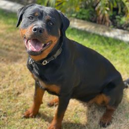 Rottweilers from Top Notch K9s