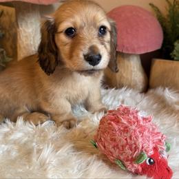 Puppy 5 - Cream female Dachshund puppy in Perryville, Maryland from Heavenly Heritage Dachshunds and Doods