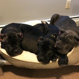 Cane Corso Puppies from Knights Watch Cane Corso