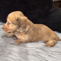 Brooke - Dapple female Dachshund puppy in Cabool, Missouri from Dachshund's of Country Magic Farms in Missouri